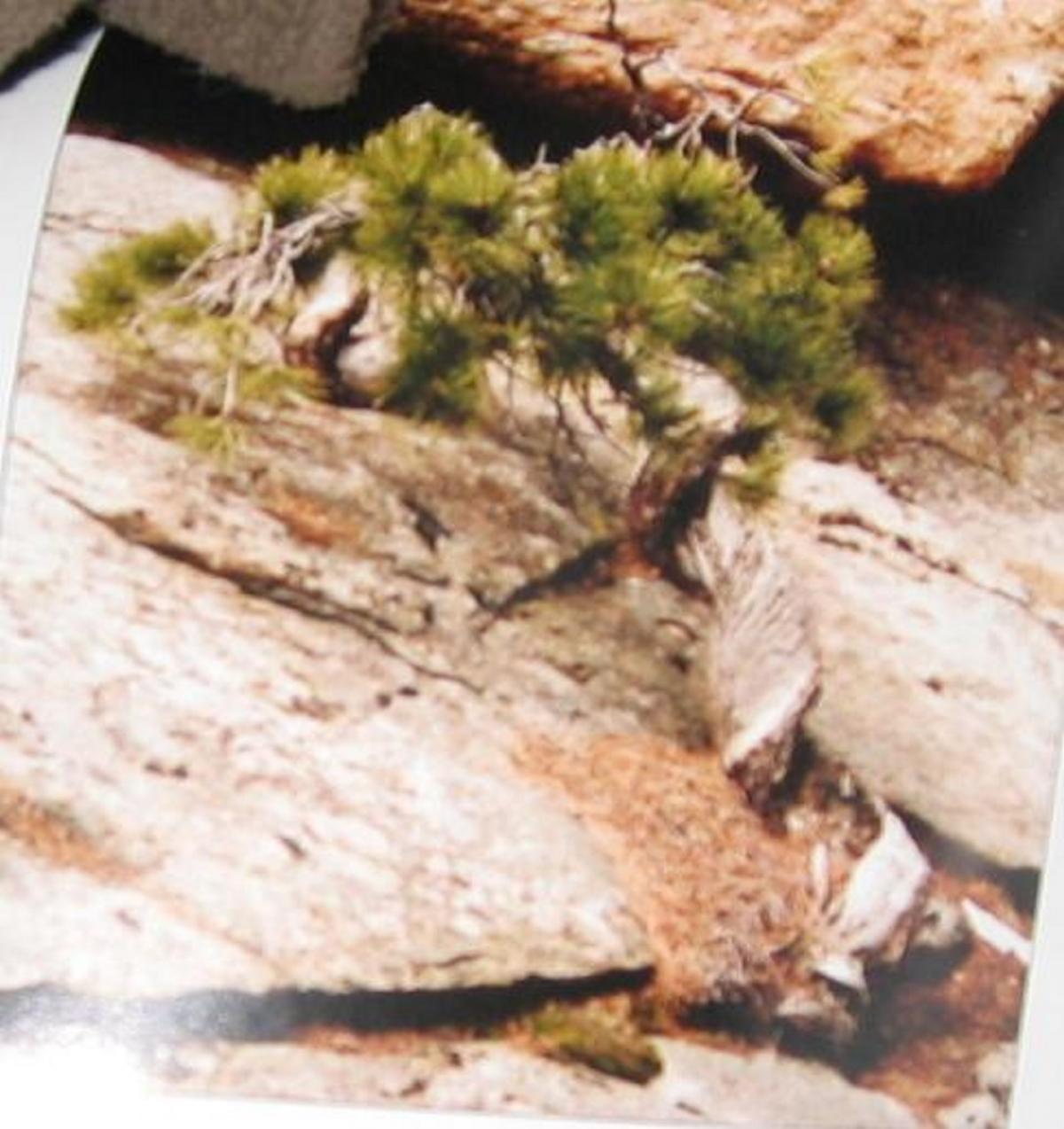 pin ponderosa 2011 05 31 002.jpg