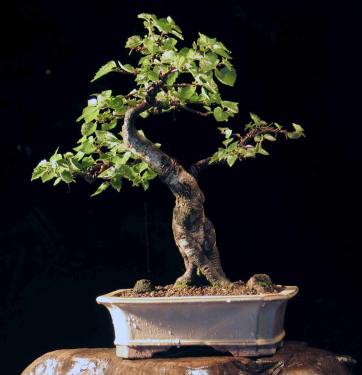 betula_alba