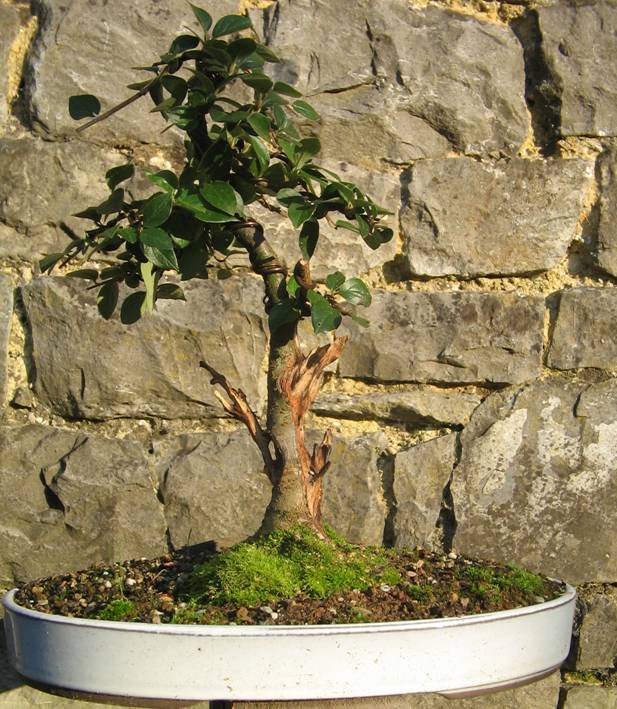 cotoneaster_apr_s_15082005.jpg