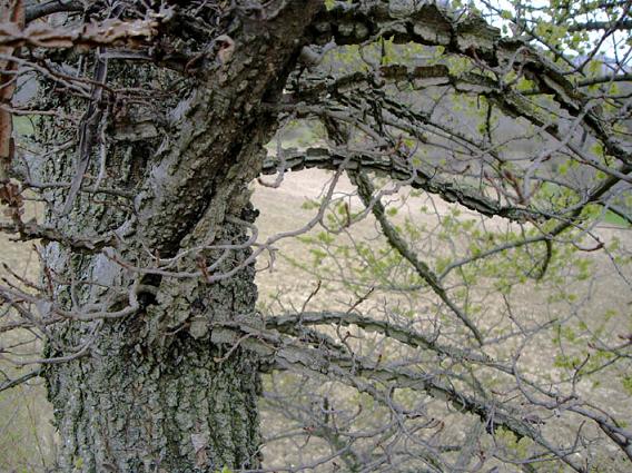 tronc_ulmus