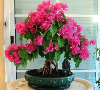 Bougainvillea
