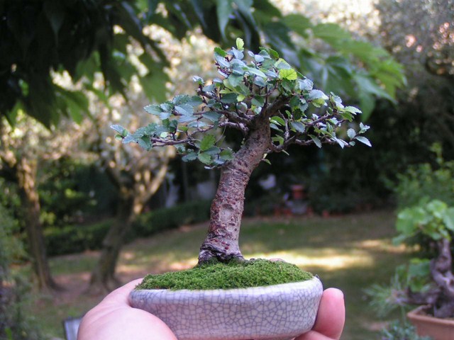 Orme_de_chine_mame-4