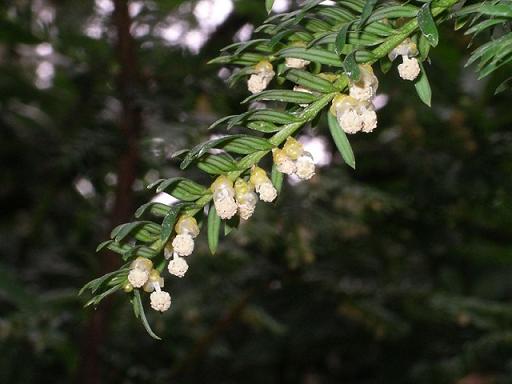 800px-Taxus_baccata_flowers
