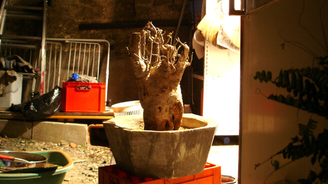 baobab_giant.jpg