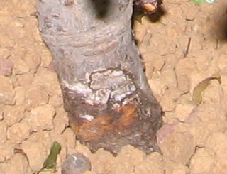 orme_rouille_1.jpg