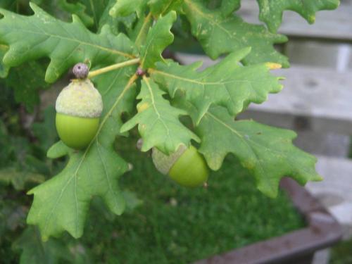 feuilles_et_glands