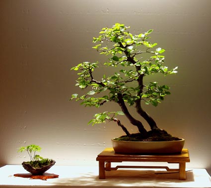 presentation_3_carpinus.jpg