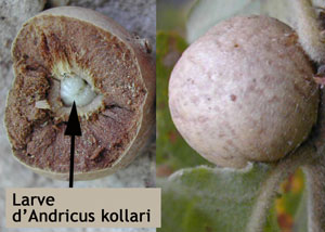 a-kollari.jpg