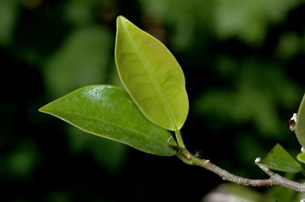ficus_retusa
