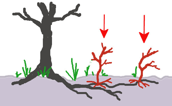Rejets_ulmus1
