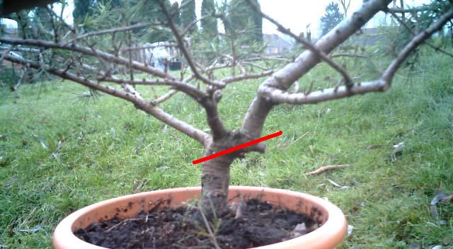 Cedrus_deodara_face_2.jpg