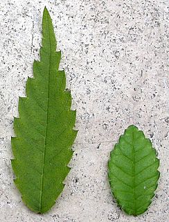 Zelkova-ulmus-parvifolia