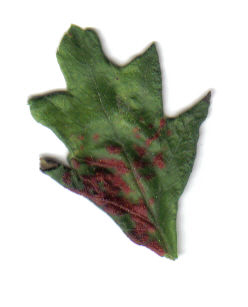 feuille_aub_pine.jpg