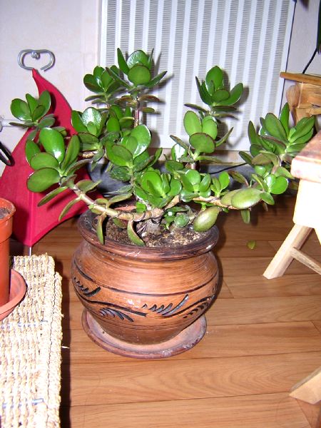 crassula.jpg