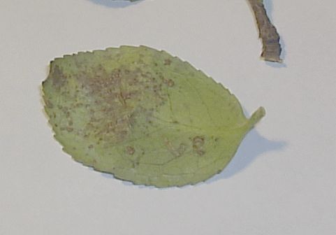 feuille_camelia.jpg