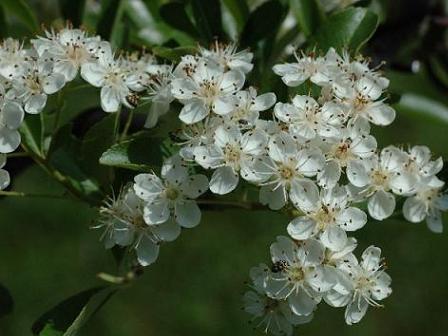 fleurs_pyracantha-2