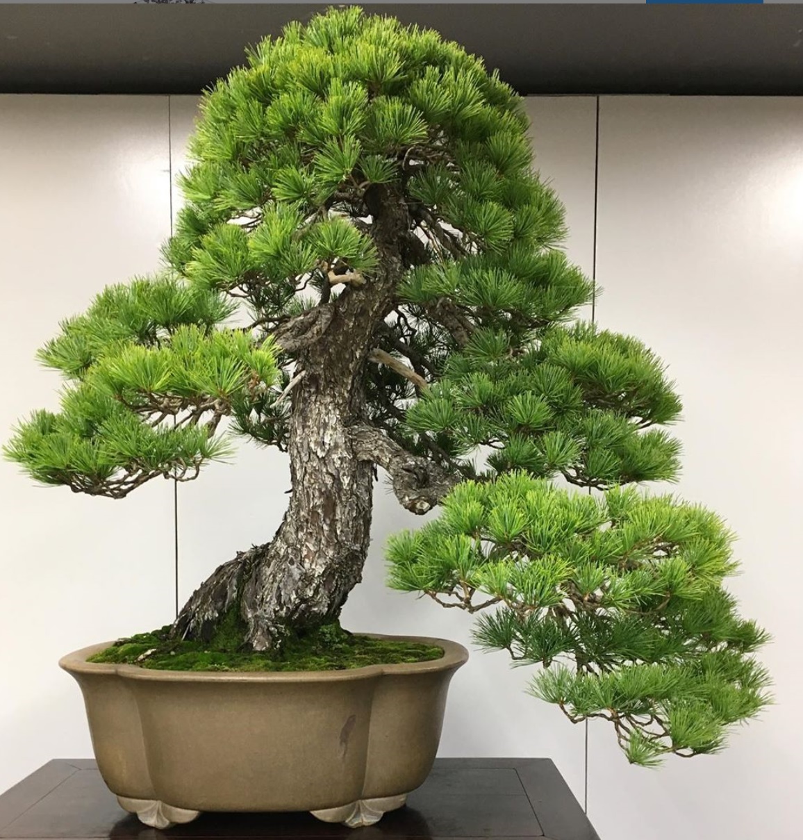pinus penta Kobayshi.jpg