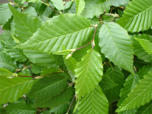 2006.5.04_1_copie.jpg