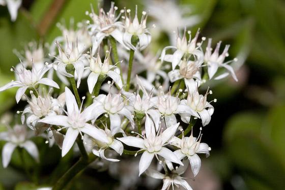 800px-Crassula.ovata.7065-2