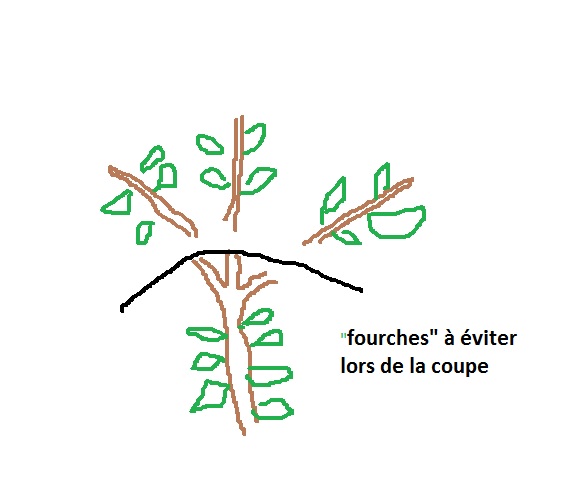 Sans titre.jpg