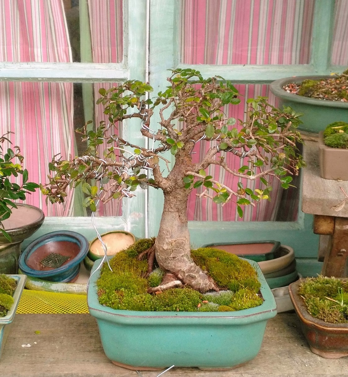 Ulmus.jpg
