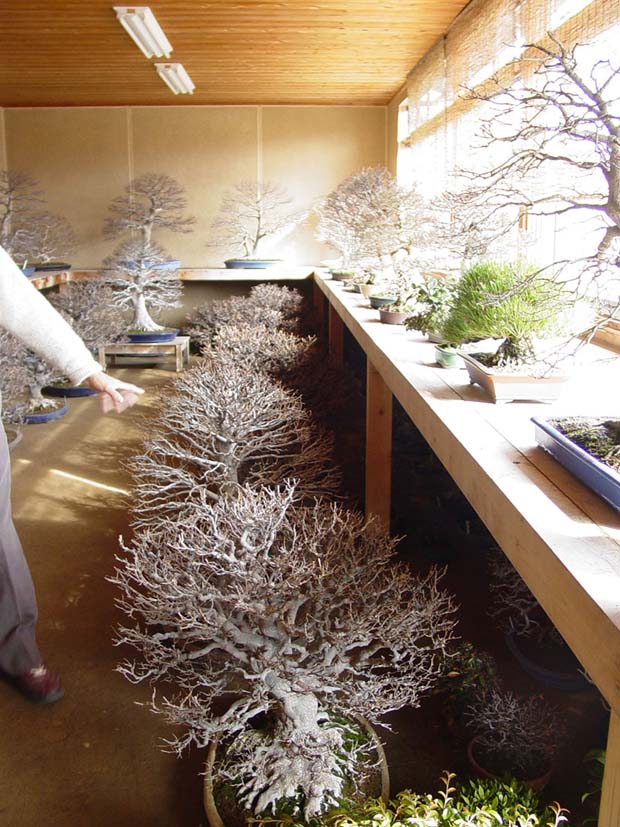 arbre_hivernage_2.jpg
