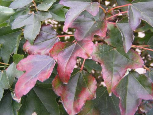 buerger_automne_papounette