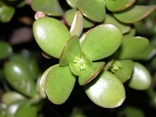 crassula_en_fleurs