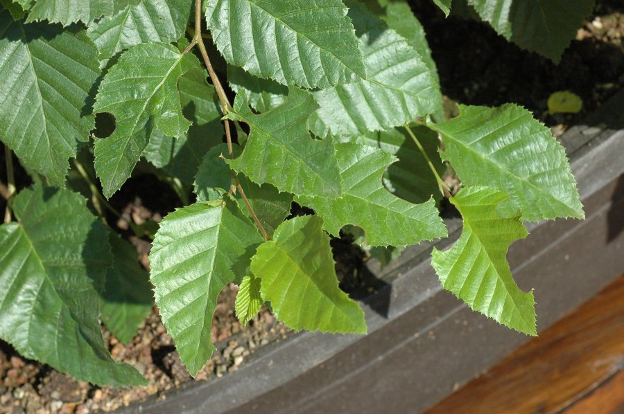 2006.06_Junip_rus_Chinensis_Ito_gawa_019.jpg