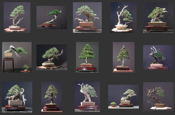 walter_pall_bonsai.jpg