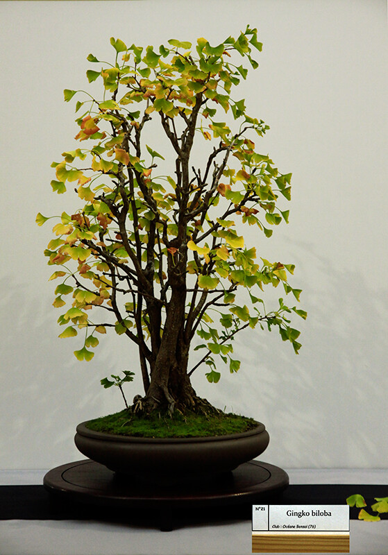 2019.10.26(montage8)1.jpg