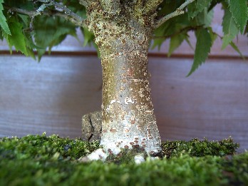Zelkova_serrata_ecorce