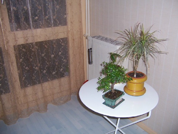 bonsai_chez_moi.jpg