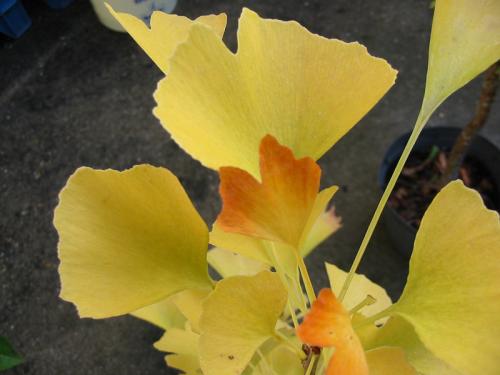 Ginkgo
