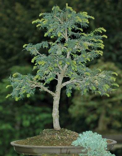 If_Penjing