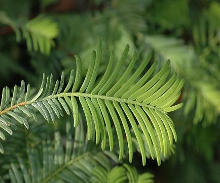 feuille_taxodium