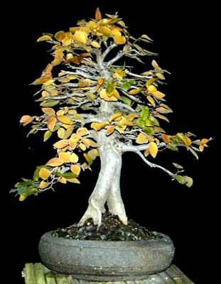 Carpinuscoreana_Penjing_1