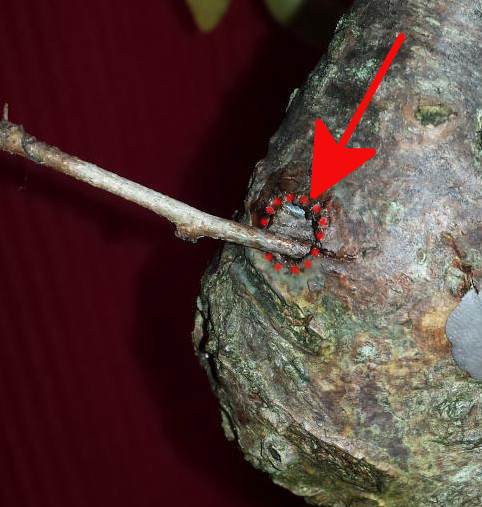 GreffePercageCarpinus1.jpg
