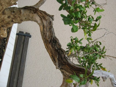 IMG_0772.jpg