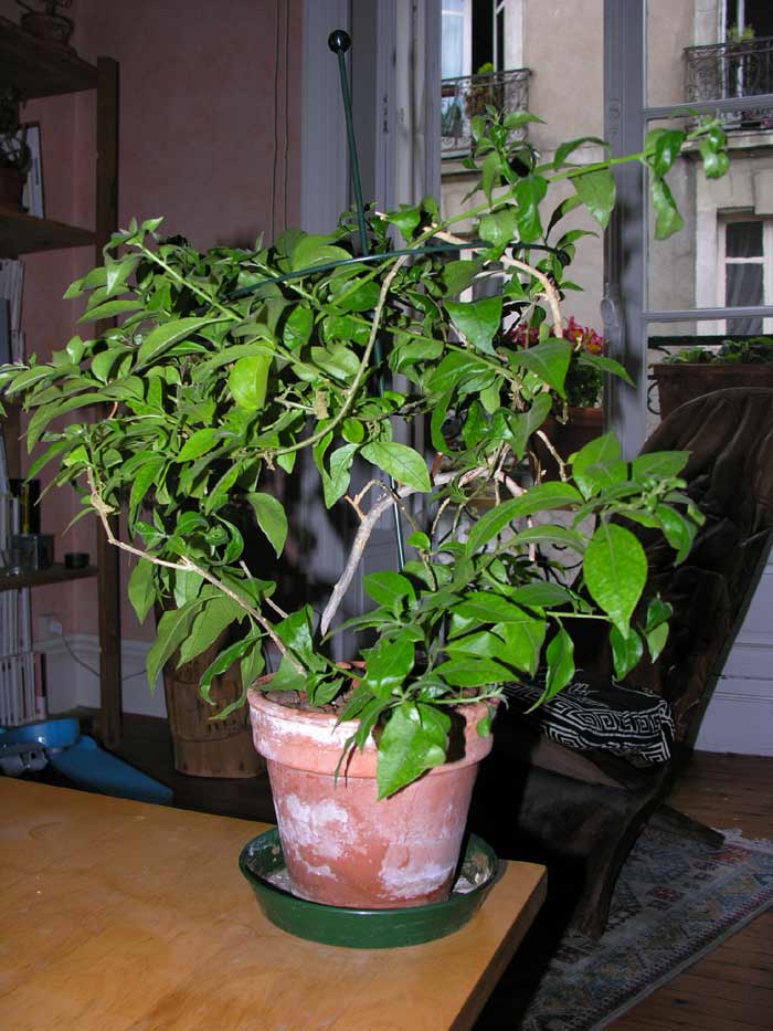 Bougainvillier.jpg