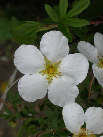 Potentille-fleur
