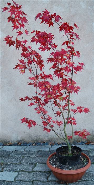 20051029_Acer_02___01.jpg