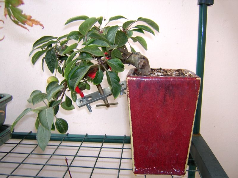 pommier.jpg