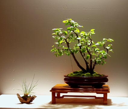 presentation_bosquet_carpinus.jpg