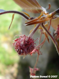 Fagus_Sylvatica.Fleurs3