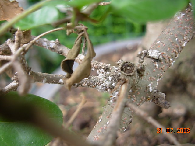 bonsai_008.jpg