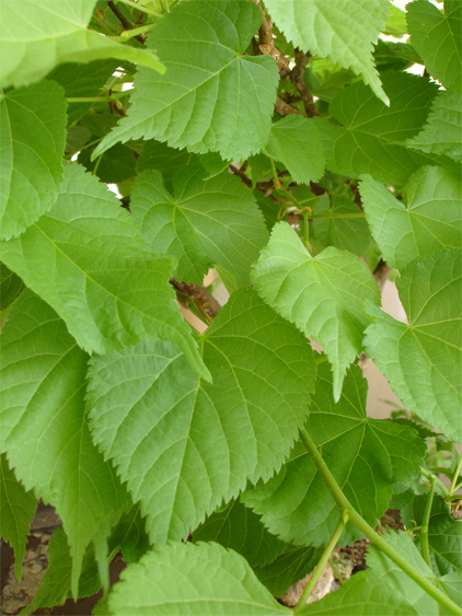 2006.5.04_5_copie.jpg