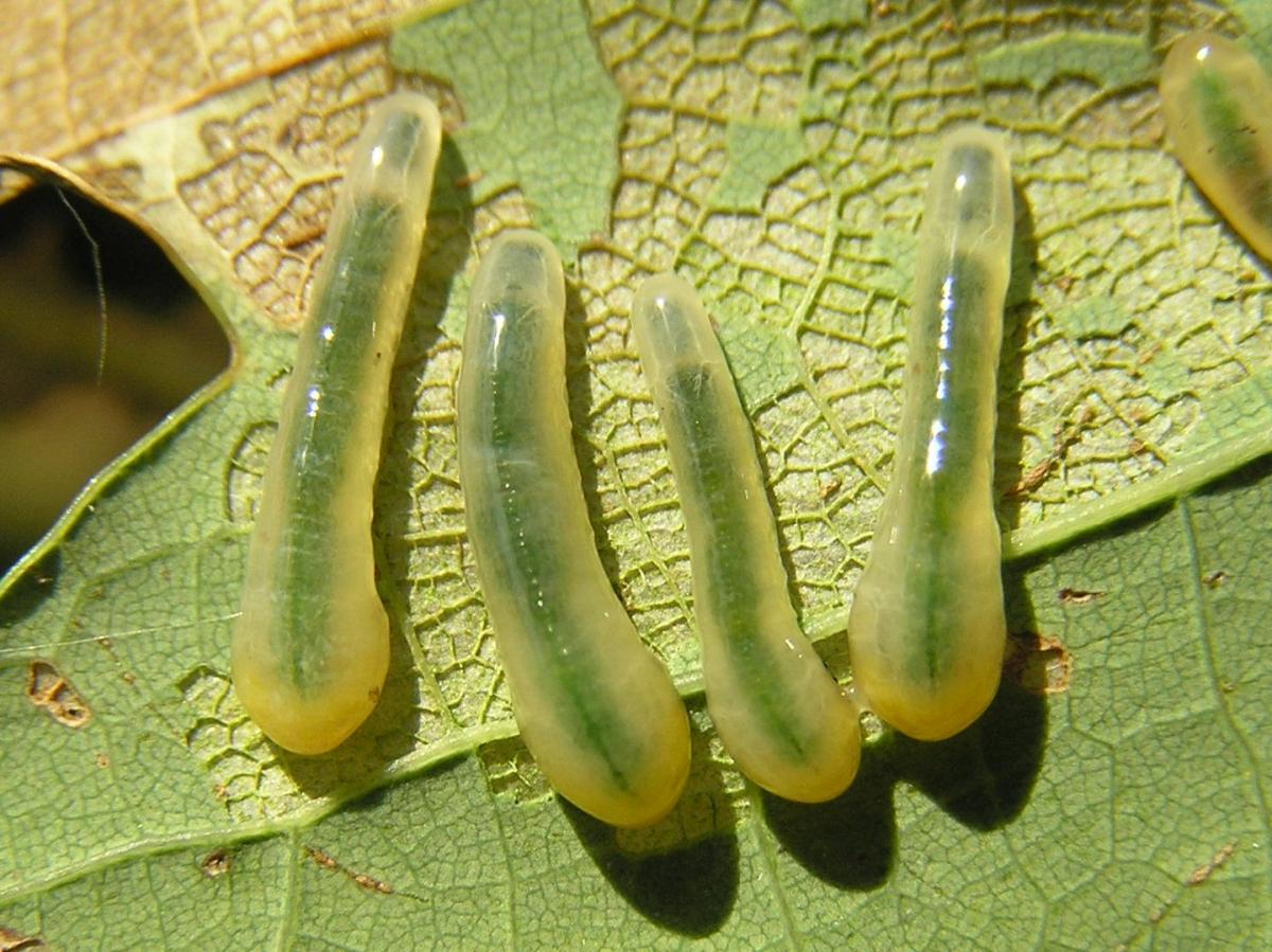 Caliroa_annulipes_2.jpg