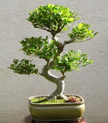 Celtis-micocoulier