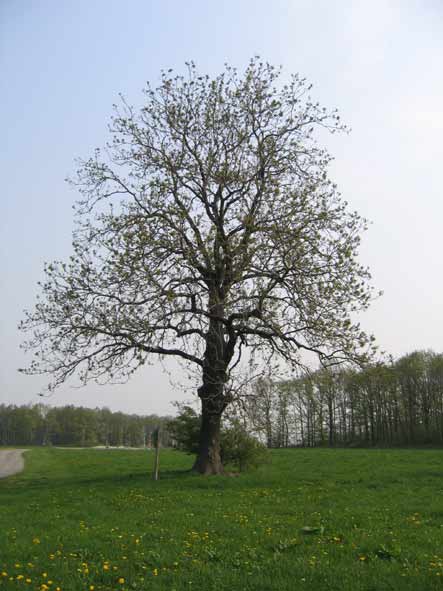 frenechasseur.jpg